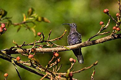 三上真司谈《生化危机4重制版》：如果有希望改编好
